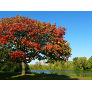 Javor cukrový (Acer saccharum) - výška 80-100 cm, kont. C7.5L